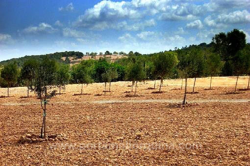 Solar en Sant Joan