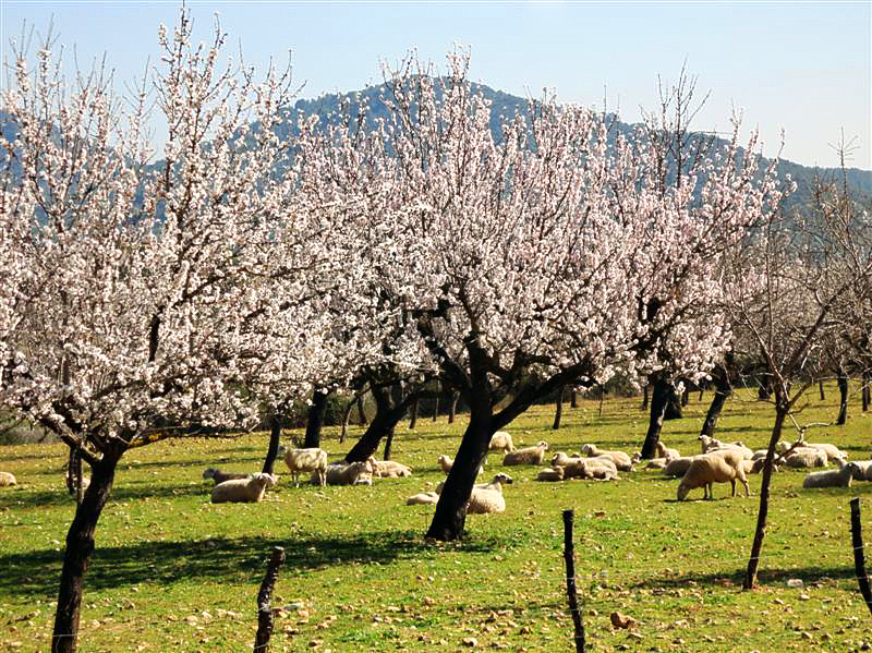 Ovejas relajándose debajo de los almendros