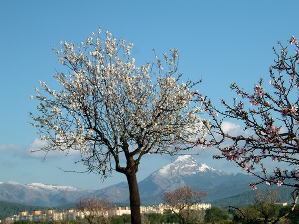Con la floración de almendros a finales de enero comienza la primavera en Mallorca