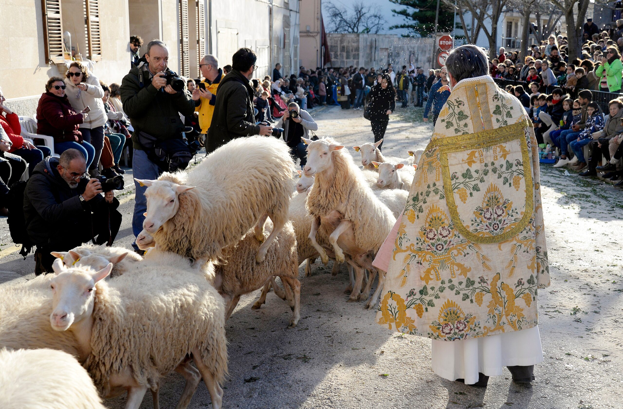 La consagración de los animales en Sant Antoni es un espectáculo para grandes y pequeños