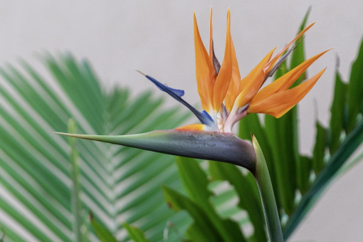 Jardín 