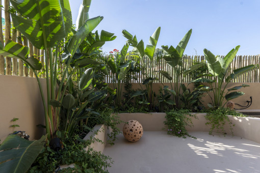 Vegetación de la terraza 