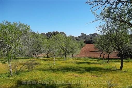 Solar en S'Alqueria Blanca