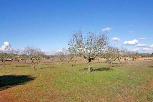 Solar en el campo con proyecto base para una casa unifamiliar cerca de Santanyi