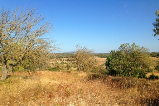 Terreno con licencia en medio del paisaje alomado de los alrededores de Santa Margalida