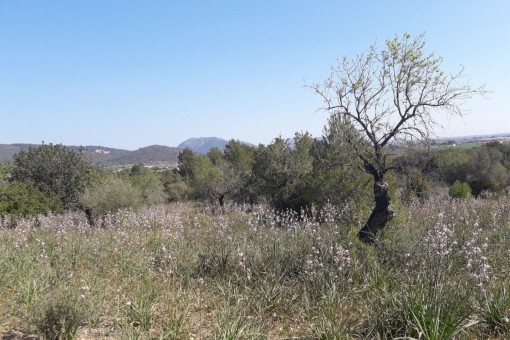 Ligera pendiente permite vistas fantásticas a los alrededores