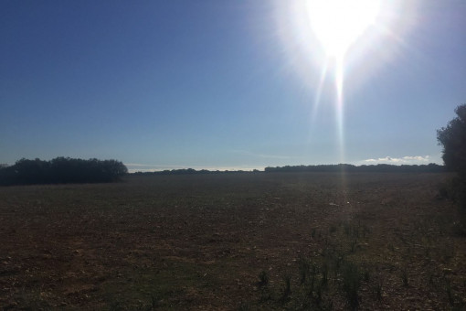 El solar tiene una superficie de 206.000 metros cuadrados