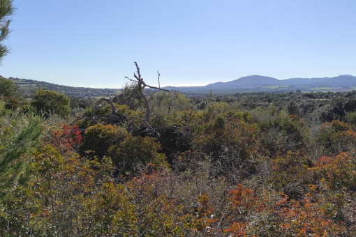 El terreno está rodeado por naturaleza