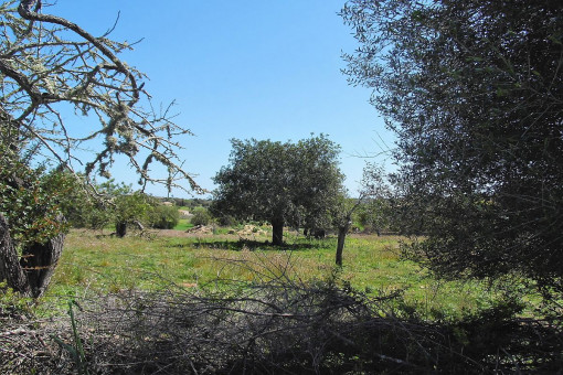 El terreno está situado en una ubicación tranquila