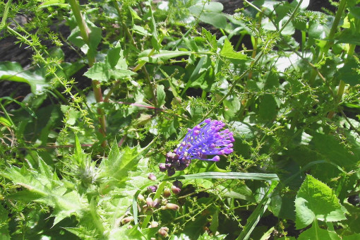 Terreno maravilloso y verde