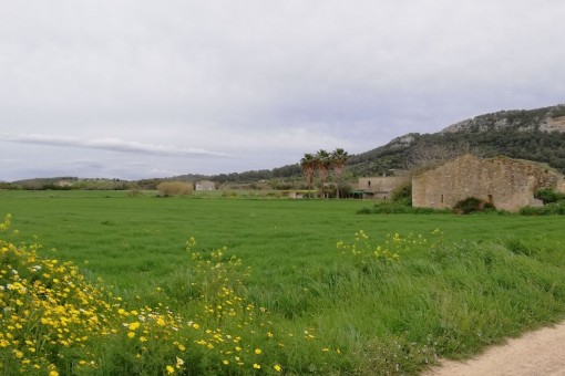 El terreno está entre los pueblos Sineu y Sant Joan