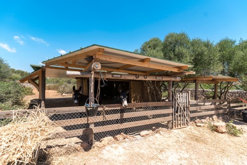 Estable para caballos o burros