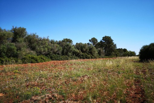 Vista alternativa del terreno