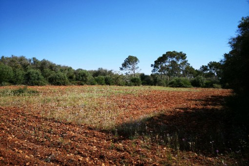 Vista alternativa del terreno