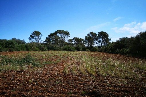 Vista alternativa del terreno