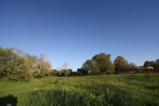 Maravilloso terreno para una finca grande en Llucmajor