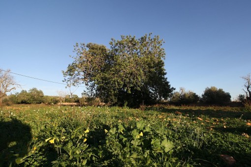 Vista del terreno