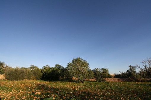 Vista del terreno