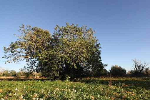 Vista del terreno
