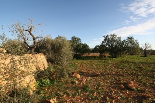 Vista del terreno