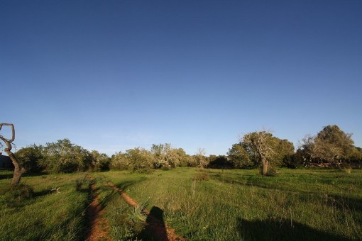 Vista del terreno