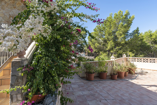 Terraza