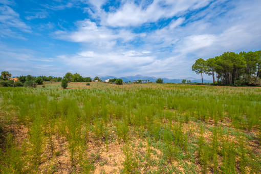 Encantadora finca edificable con 21.452 m2 y vistas a la Tramuntana cerca de Sencelles