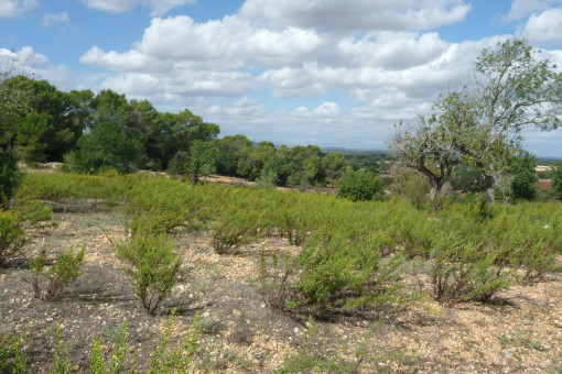 Terreno