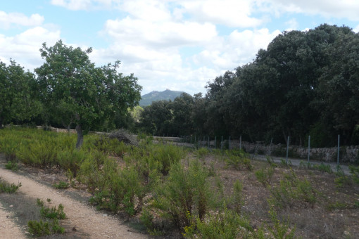 Terreno