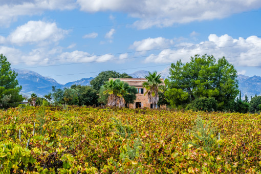 Finca en medio de viñas