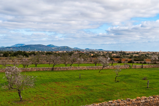 Terreno con almendras