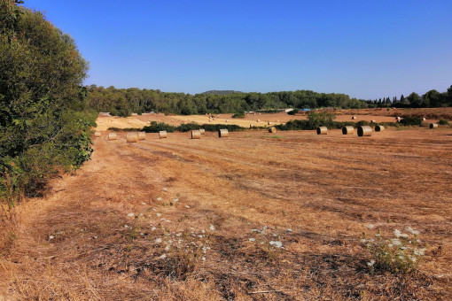 Vista al terreno