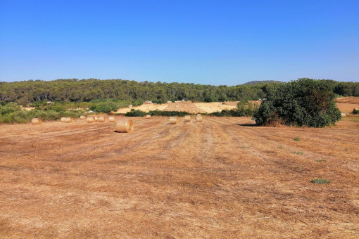 Terreno edificable con proyecto básico para construir una casa con piscina en una zona tranquila entre Petra y Sant Joan