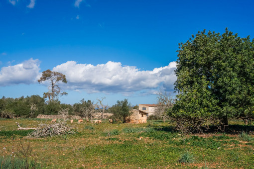 Parcela
