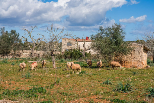Parcela