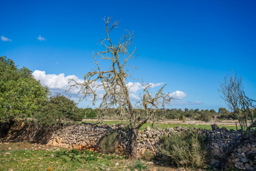 Parcela
