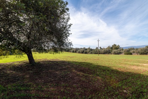 Solar en Sencelles para vender