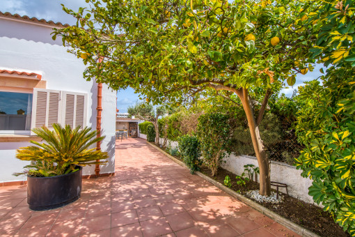 Terraza y plantas