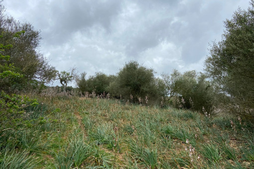 Vista del terreno