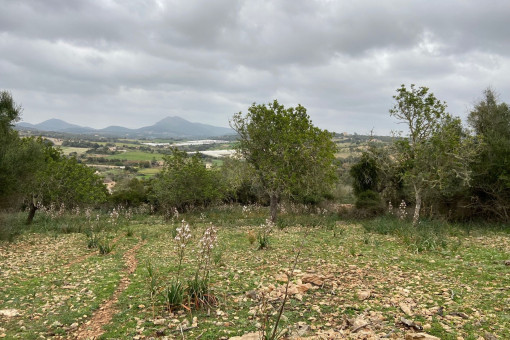 Vista del terreno