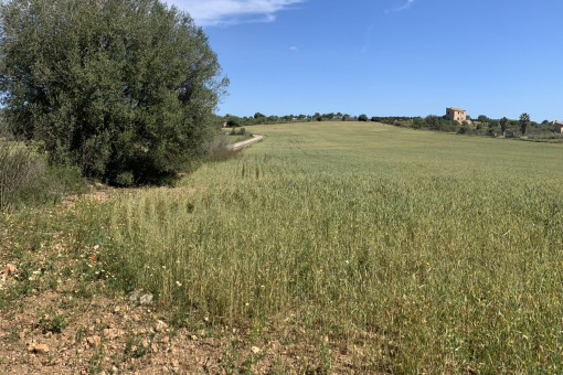 Terreno con projecto