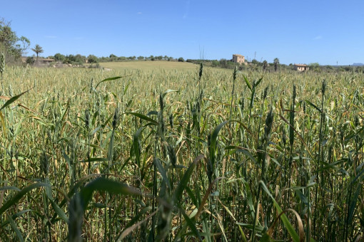 Terreno con projecto
