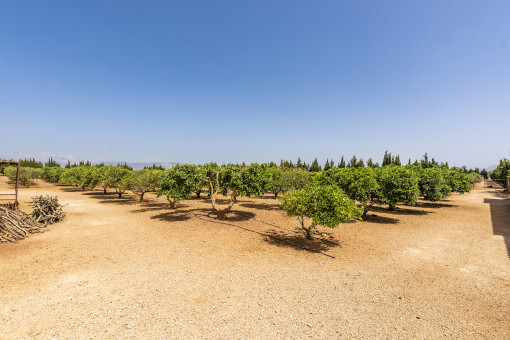Terreno