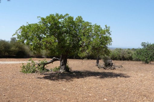 Terreno