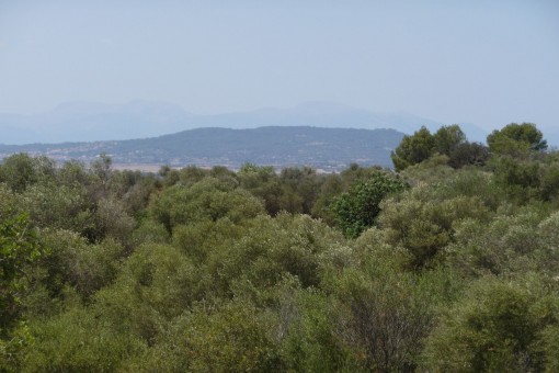 Terreno