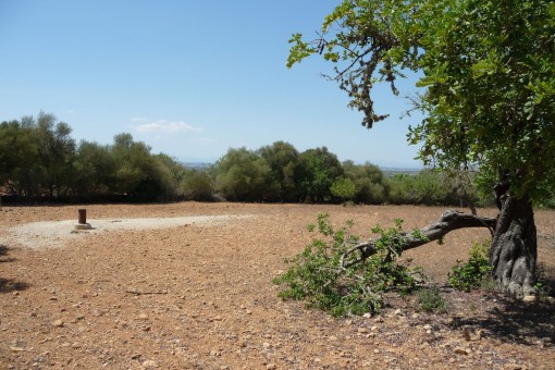 Terreno