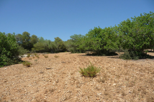 Fantástica parcela con vistas lejanas y proyecto básico aprobado cerca de Manacor