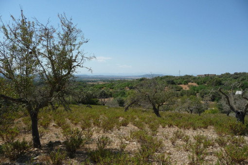 Solar en Manacor-Sur para vender