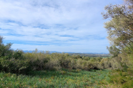 Finca rústica con mucho árboles y vistas a la distancia cerca de Petra