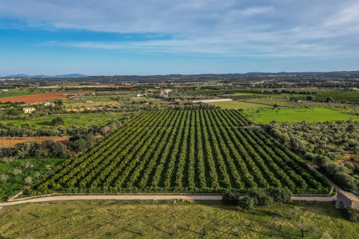 Vista alternativa de la parcela
